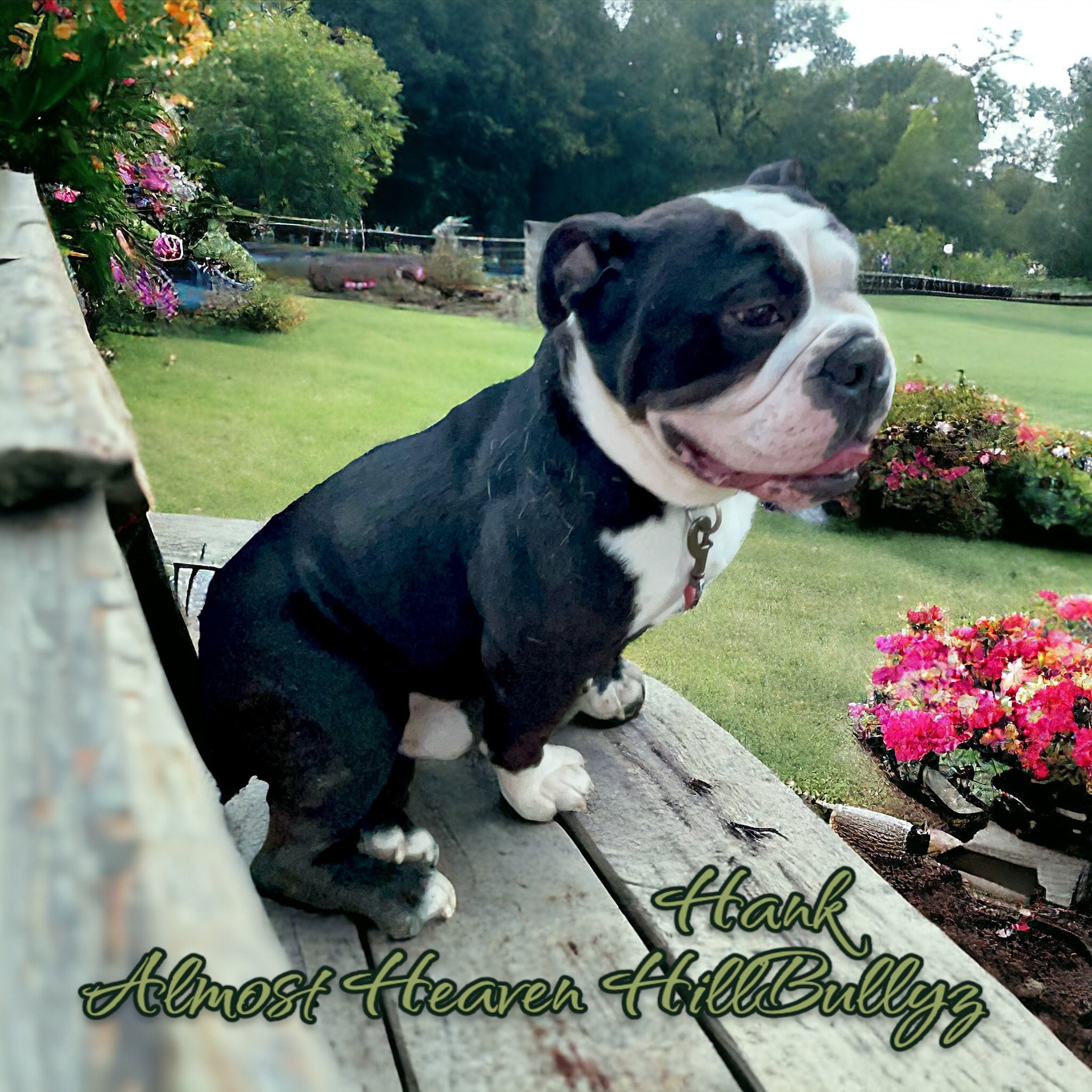 Black seal bulldog on sale